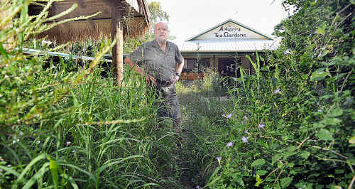 John Eggleston stands amongst the weeds that are taking over the Arkarra Tea Gardens site. John Eggleston stands amongst the weeds that are taking over the Arkarra Tea Gardens site.